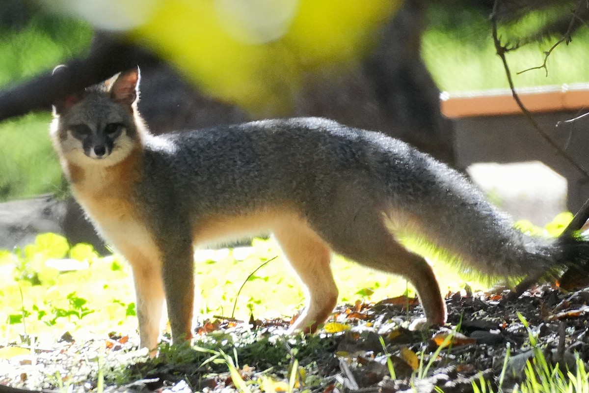 Animals - ML646383259