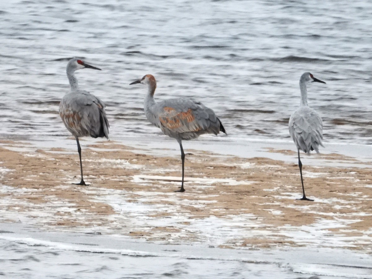 Sandhill Crane - ML646383260