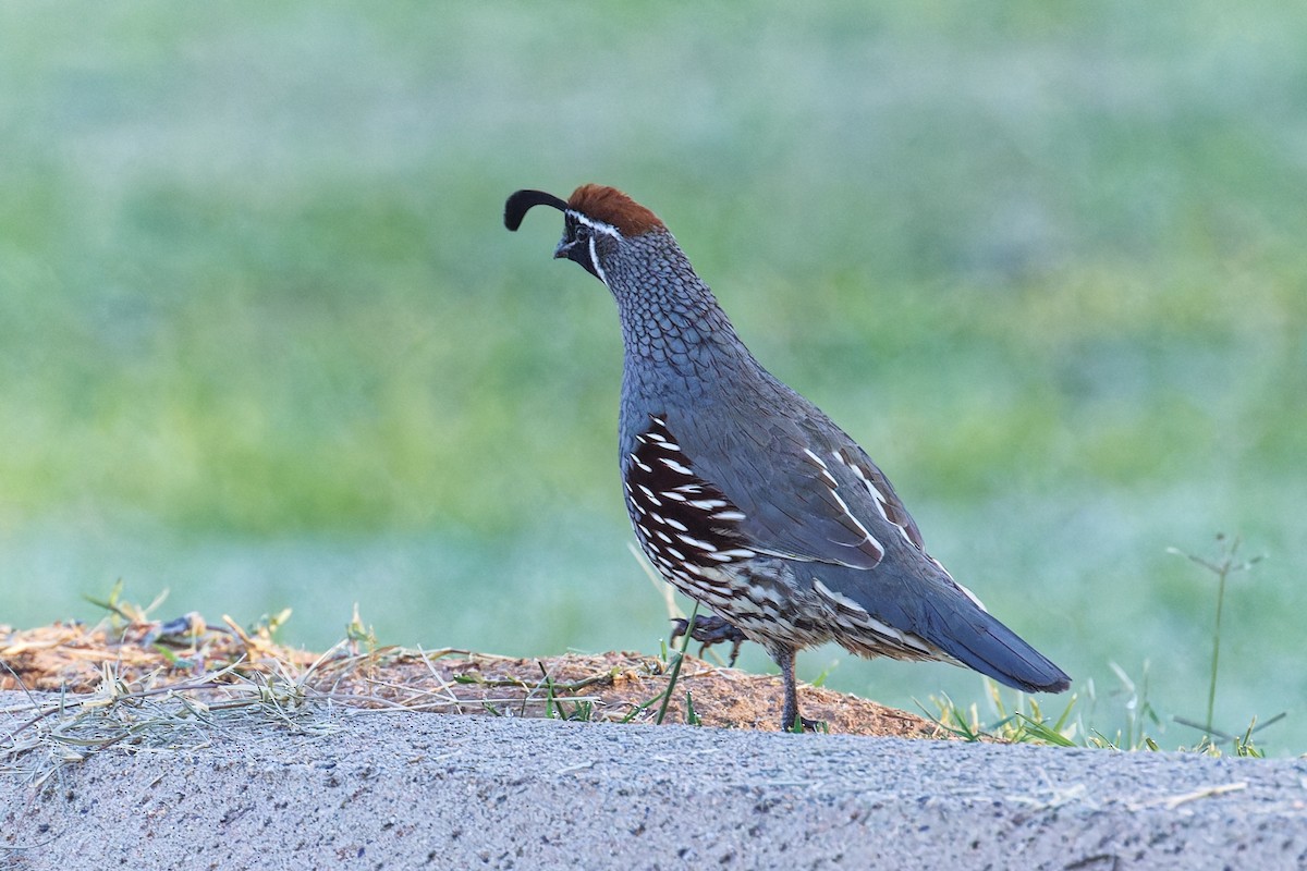 Gambel's Quail - ML646383261