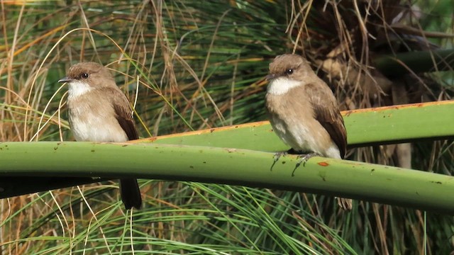 Swamp Flycatcher - ML646383263