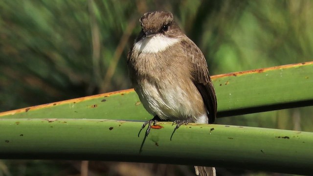 Swamp Flycatcher - ML646383264