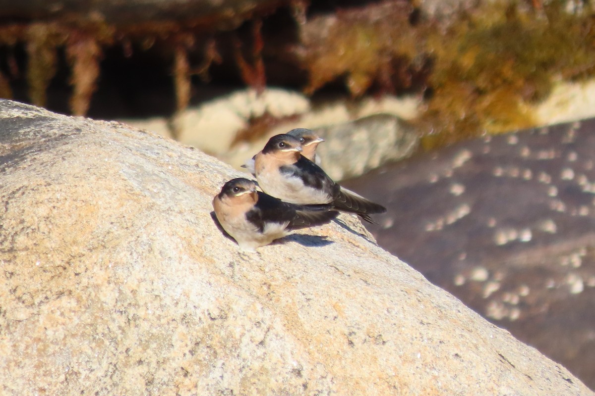 Welcome Swallow - ML646383265