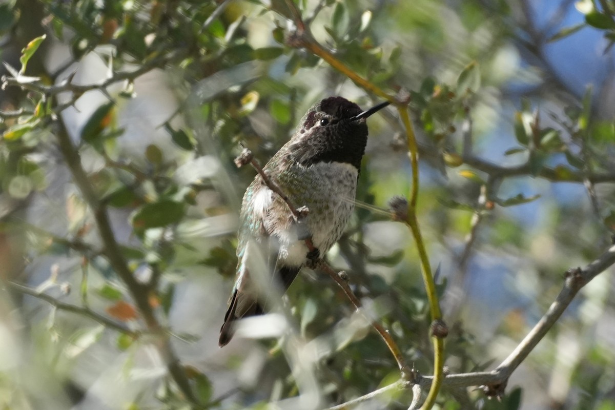 Costa's Hummingbird - ML646383267