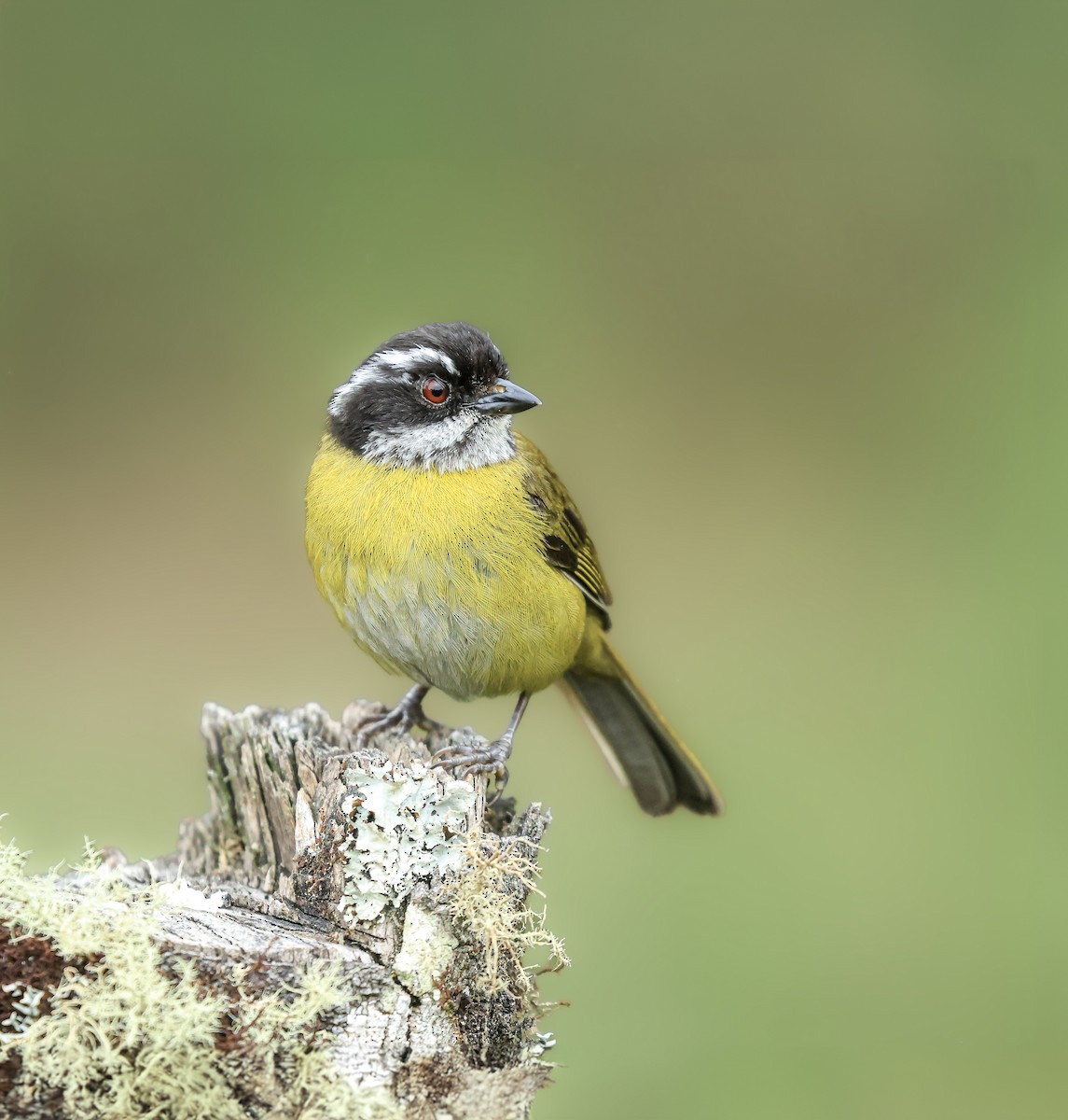 Sooty-capped Chlorospingus - ML646383268