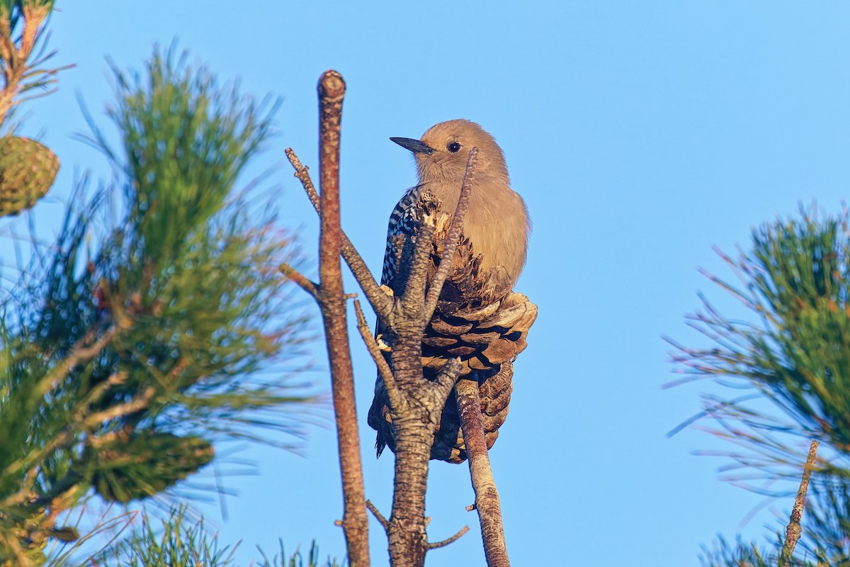 Gila Woodpecker - ML646383269