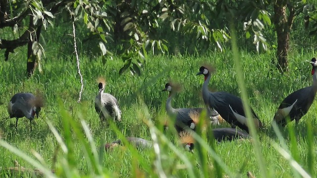 jeřáb královský - ML646383270