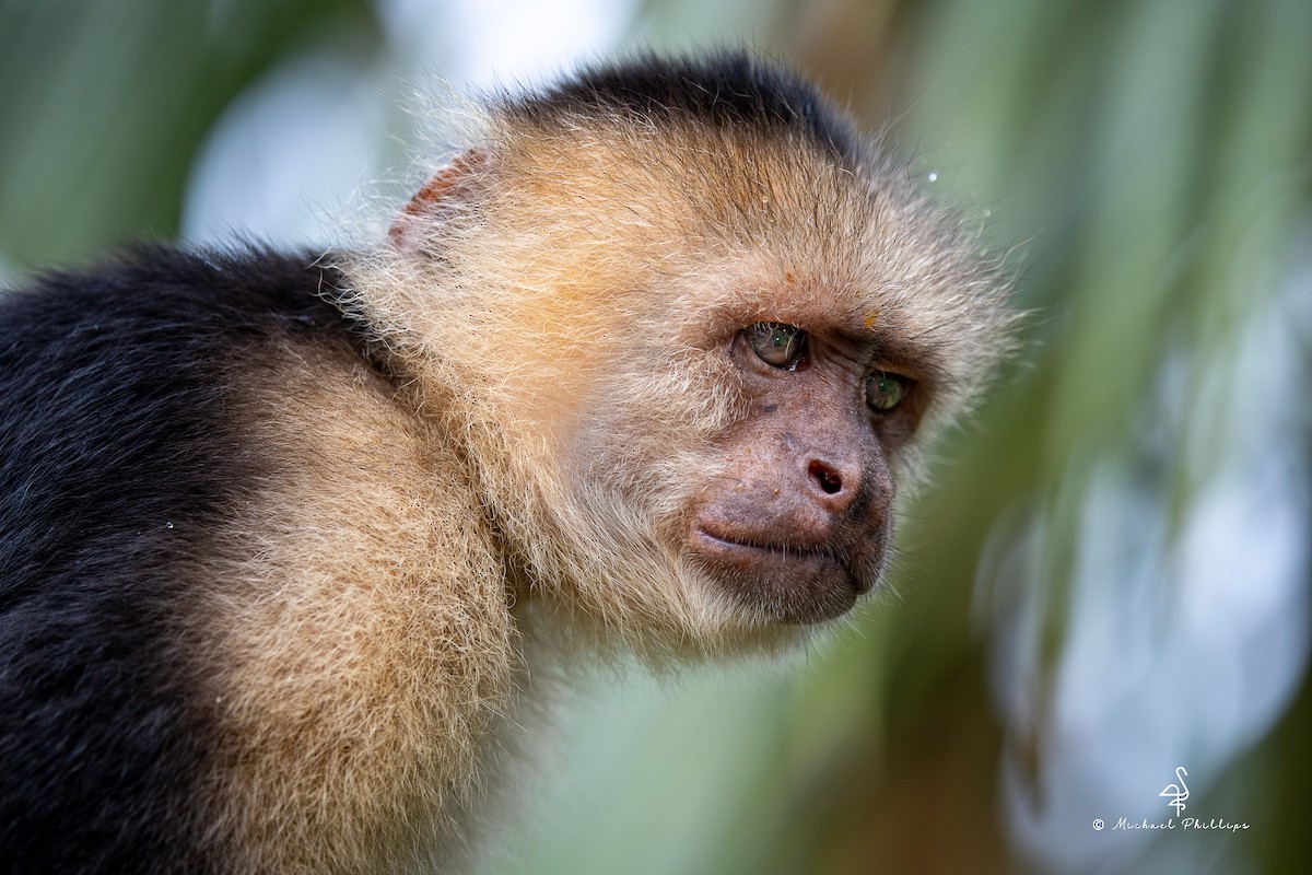 Animals - ML646383271