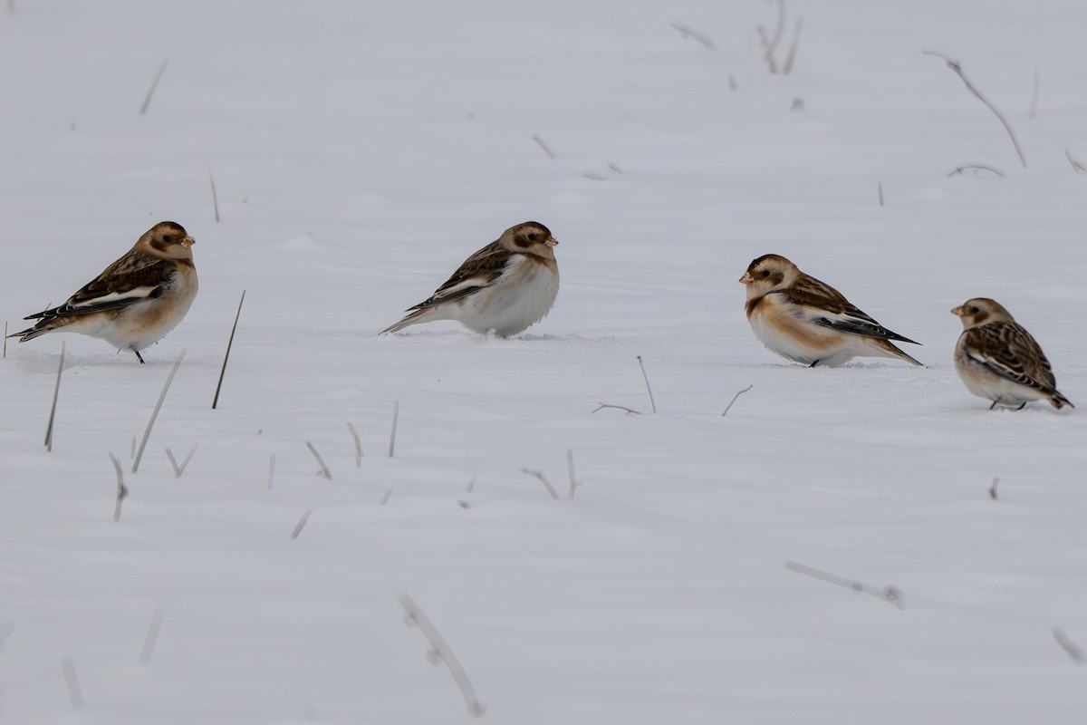 Snow Bunting - ML646383272