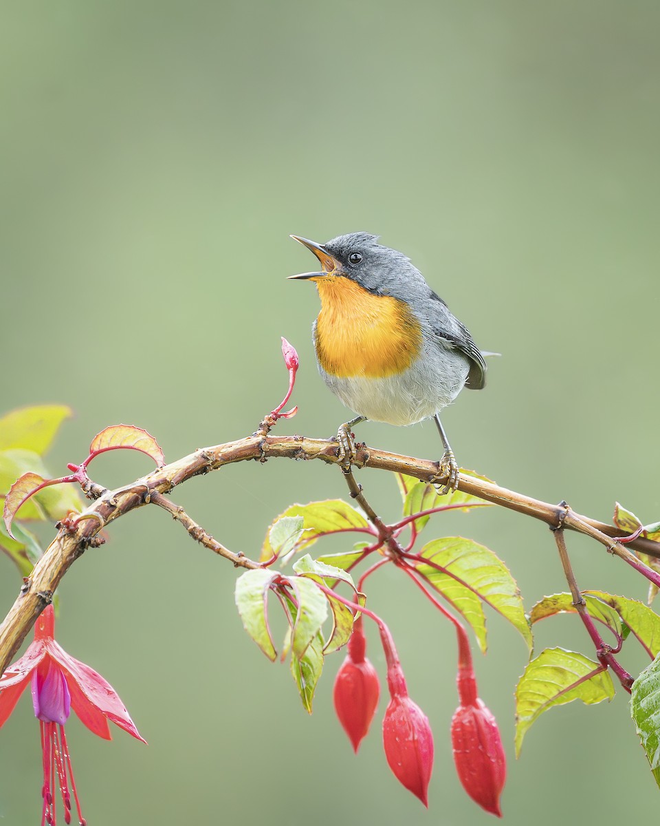 Flame-throated Warbler - ML646383273