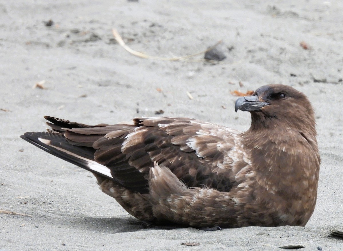 Págalo Subantártico - ML646383274