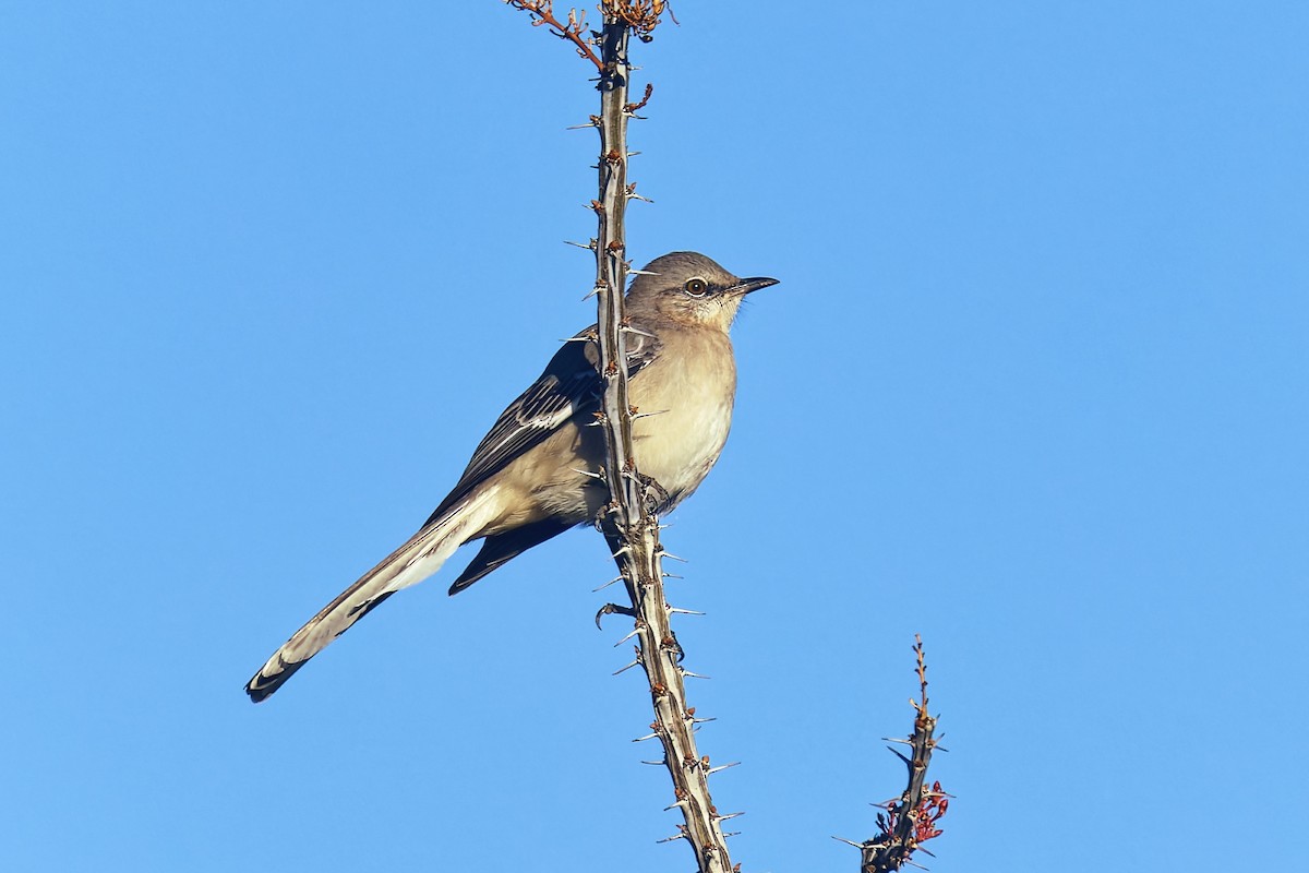 Northern Mockingbird - ML646383275