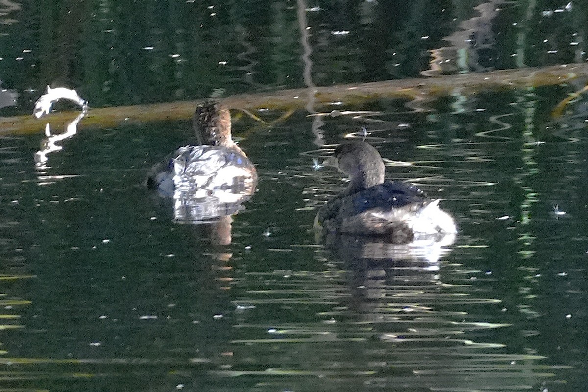 Pied-billed Grebe - ML646383276