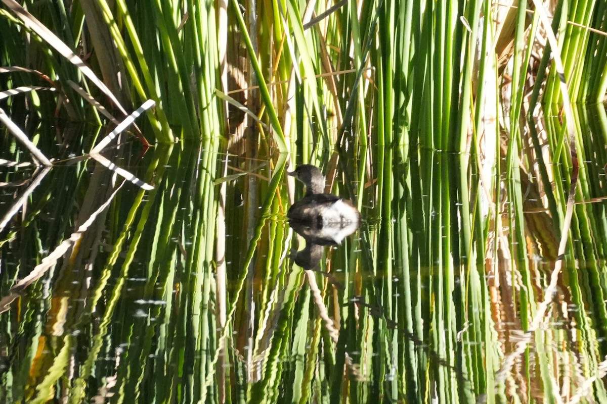 Pied-billed Grebe - ML646383277