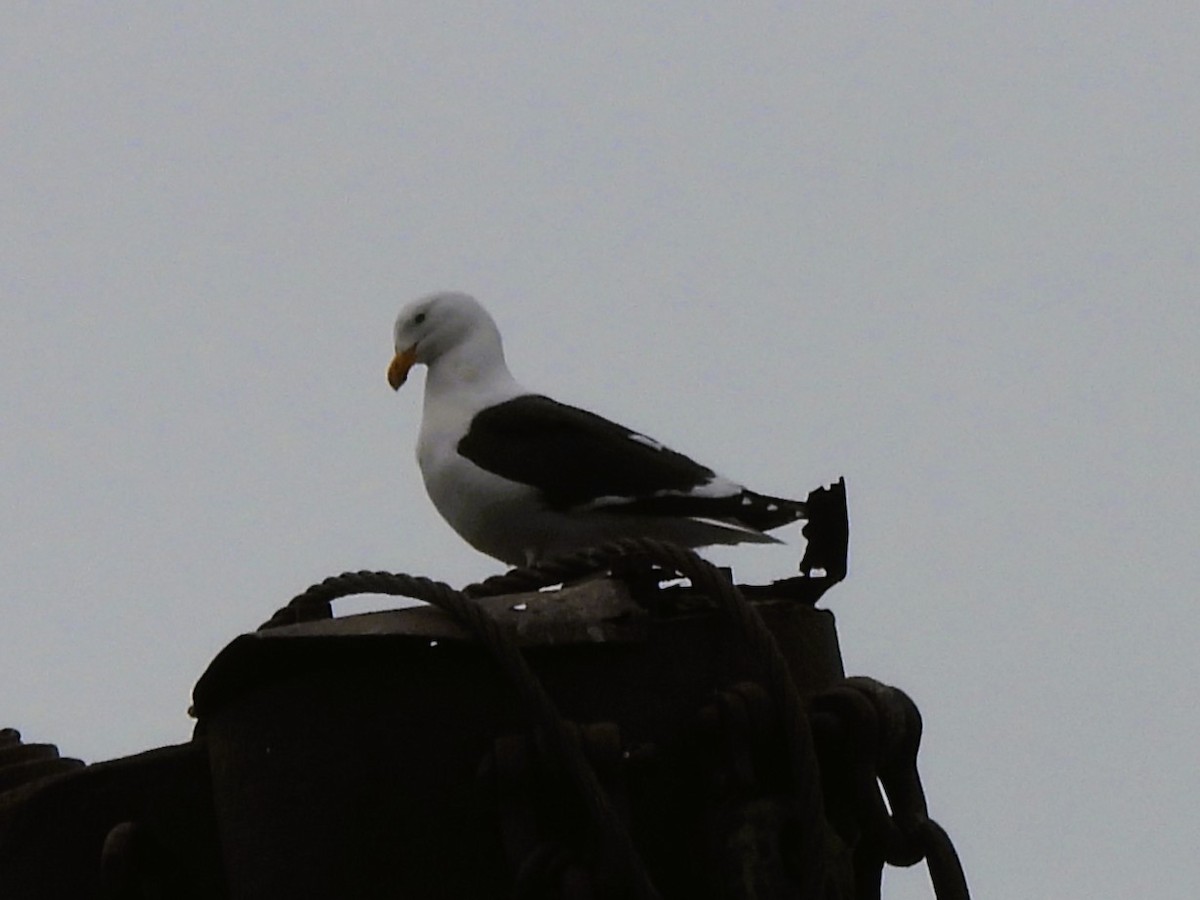 Gaviota Cocinera - ML646383278