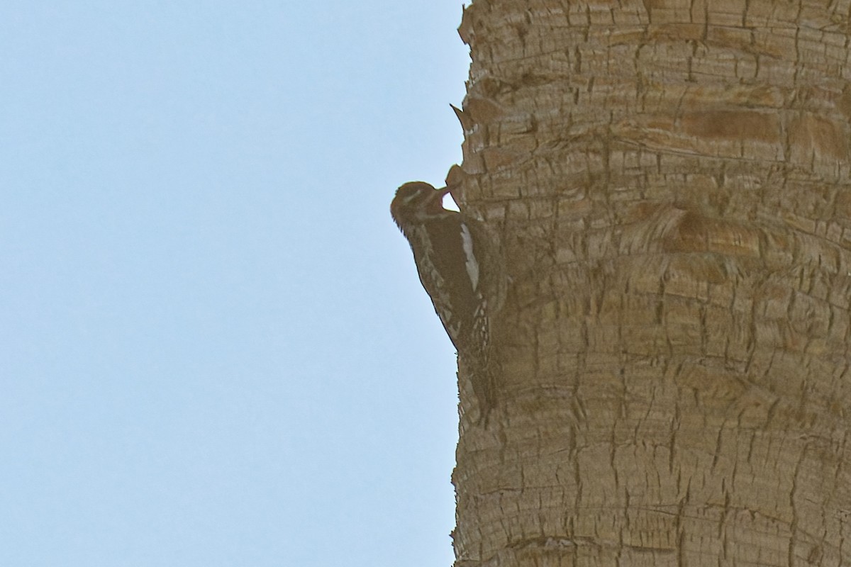 Red-naped Sapsucker - ML646383279