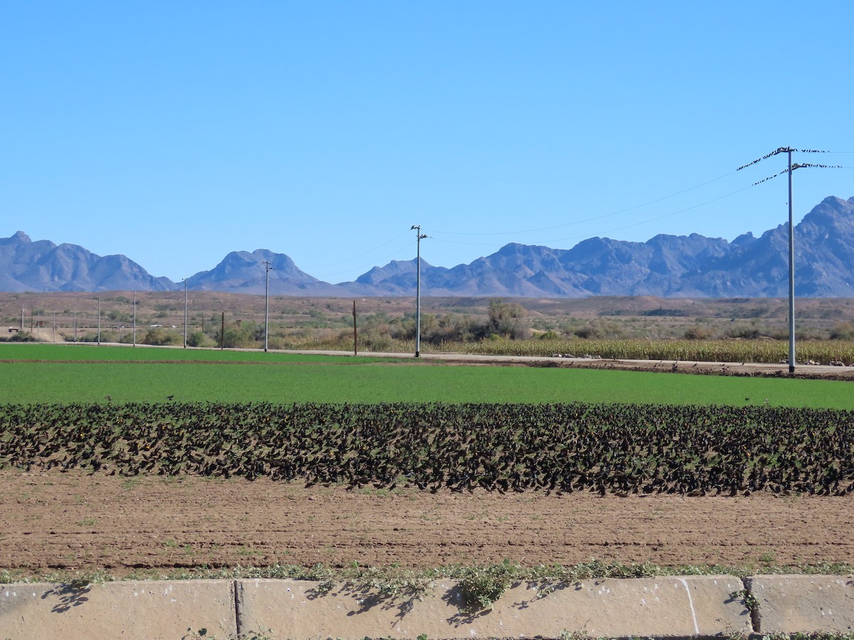 Red-winged Blackbird (Red-winged) - ML646383286