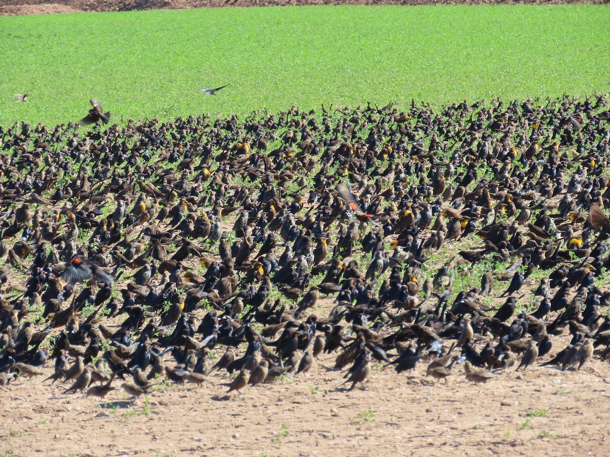 Red-winged Blackbird (Red-winged) - ML646383287