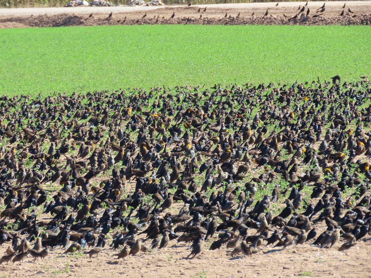 Red-winged Blackbird (Red-winged) - ML646383288