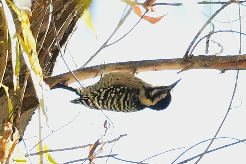 Ladder-backed Woodpecker - ML646383289