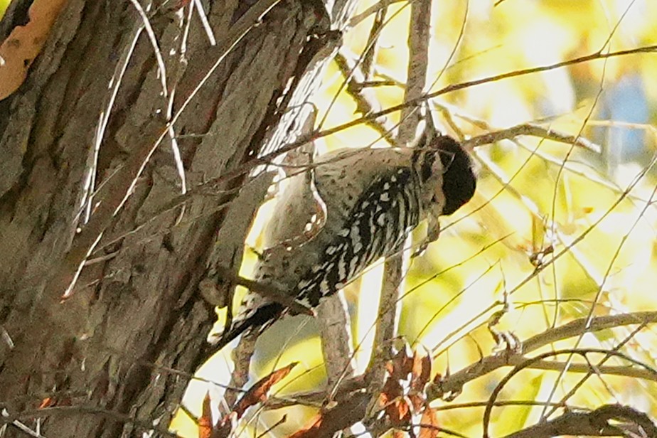 Ladder-backed Woodpecker - ML646383290