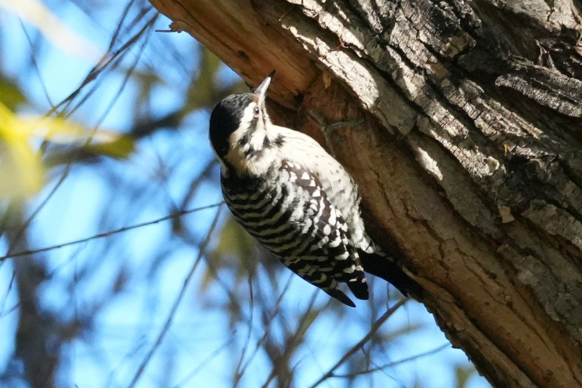 Ladder-backed Woodpecker - ML646383292