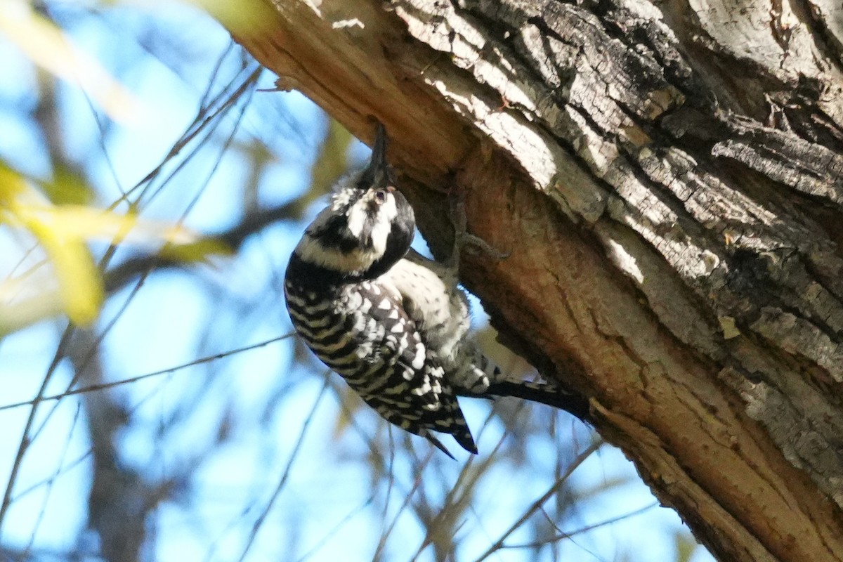 Ladder-backed Woodpecker - ML646383293