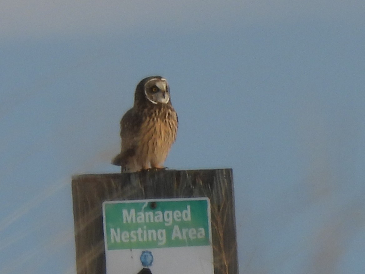 Short-eared Owl - ML646383299