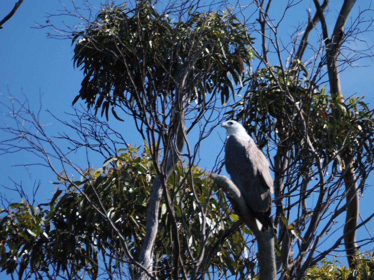 白腹海鵰 - ML646383300