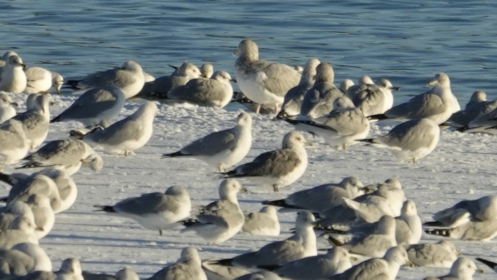 Kaioa sp. - ML646383310