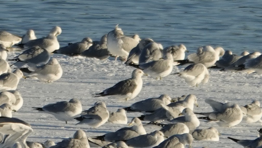 Kaioa sp. - ML646383311