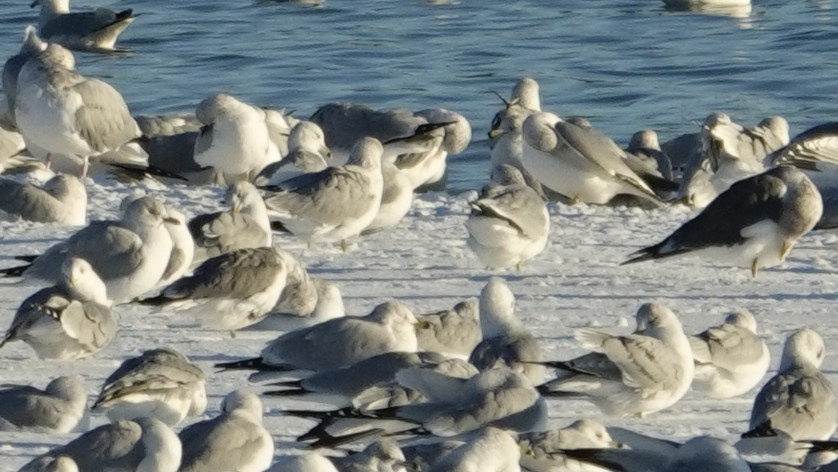 Kaioa sp. - ML646383312