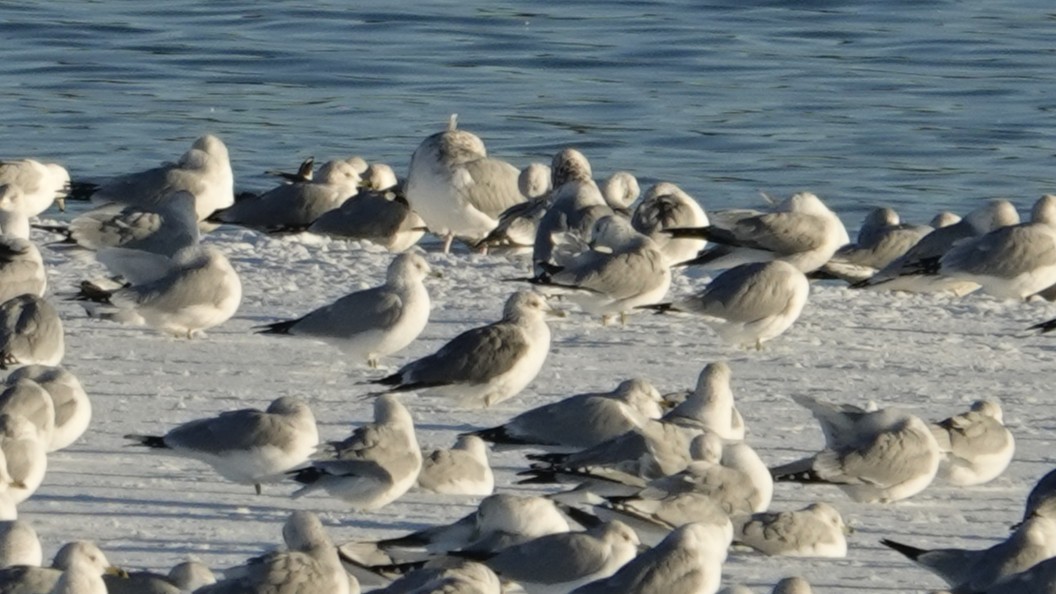 Kaioa sp. - ML646383313