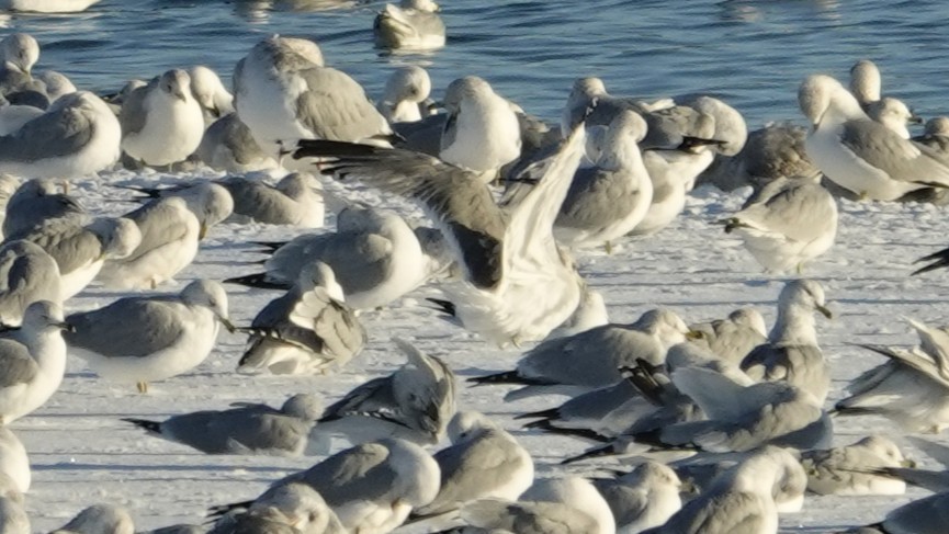 Kaioa sp. - ML646383314