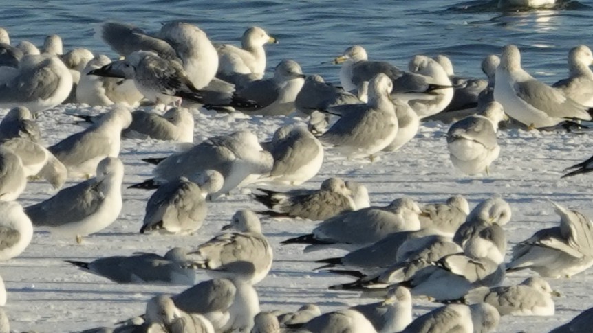 Kaioa sp. - ML646383315