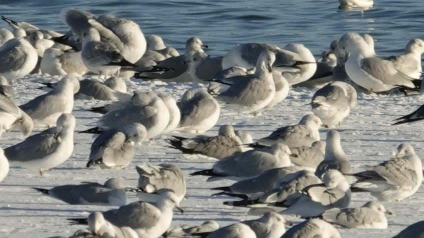 Kaioa sp. - ML646383316