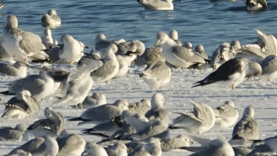 Kaioa sp. - ML646383317