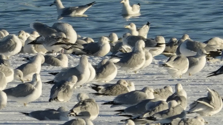 Kaioa sp. - ML646383318