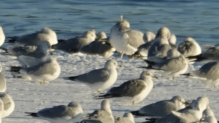 Kaioa sp. - ML646383319