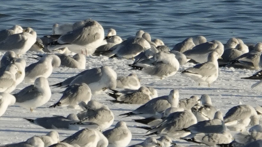 Kaioa sp. - ML646383320