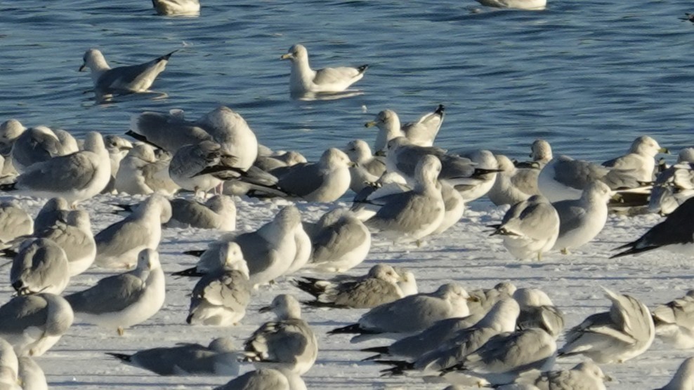 Kaioa sp. - ML646383321