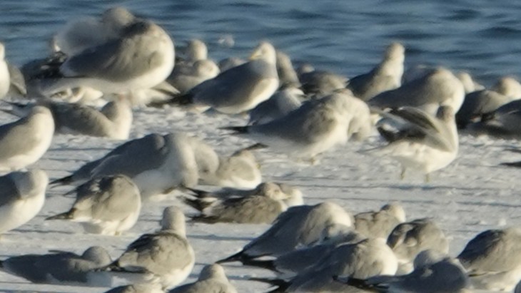 Kaioa sp. - ML646383322