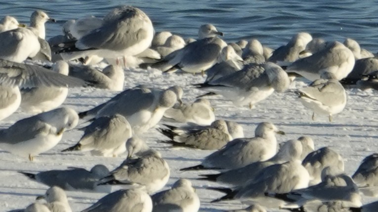 Kaioa sp. - ML646383323