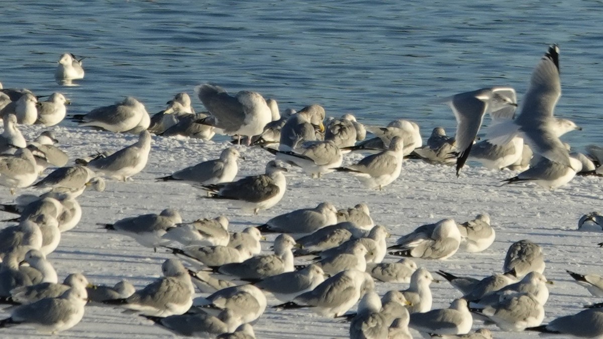 Kaioa sp. - ML646383324