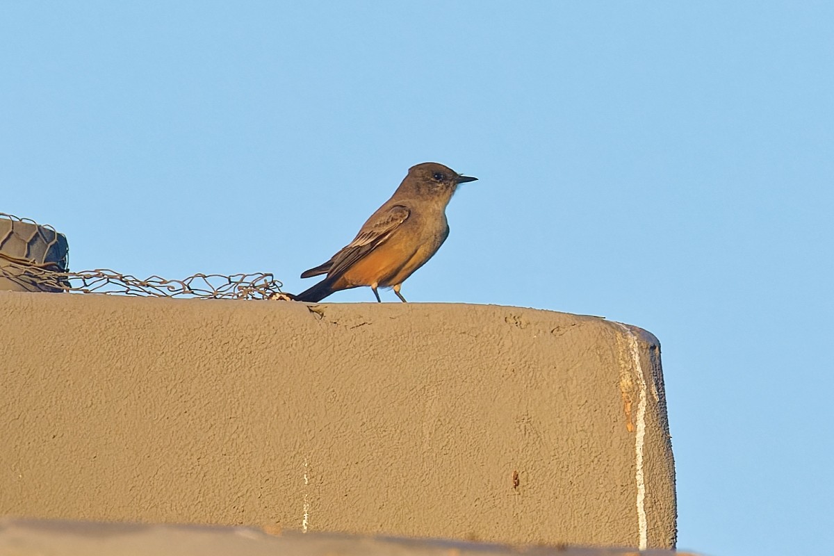 Say's Phoebe - ML646383325
