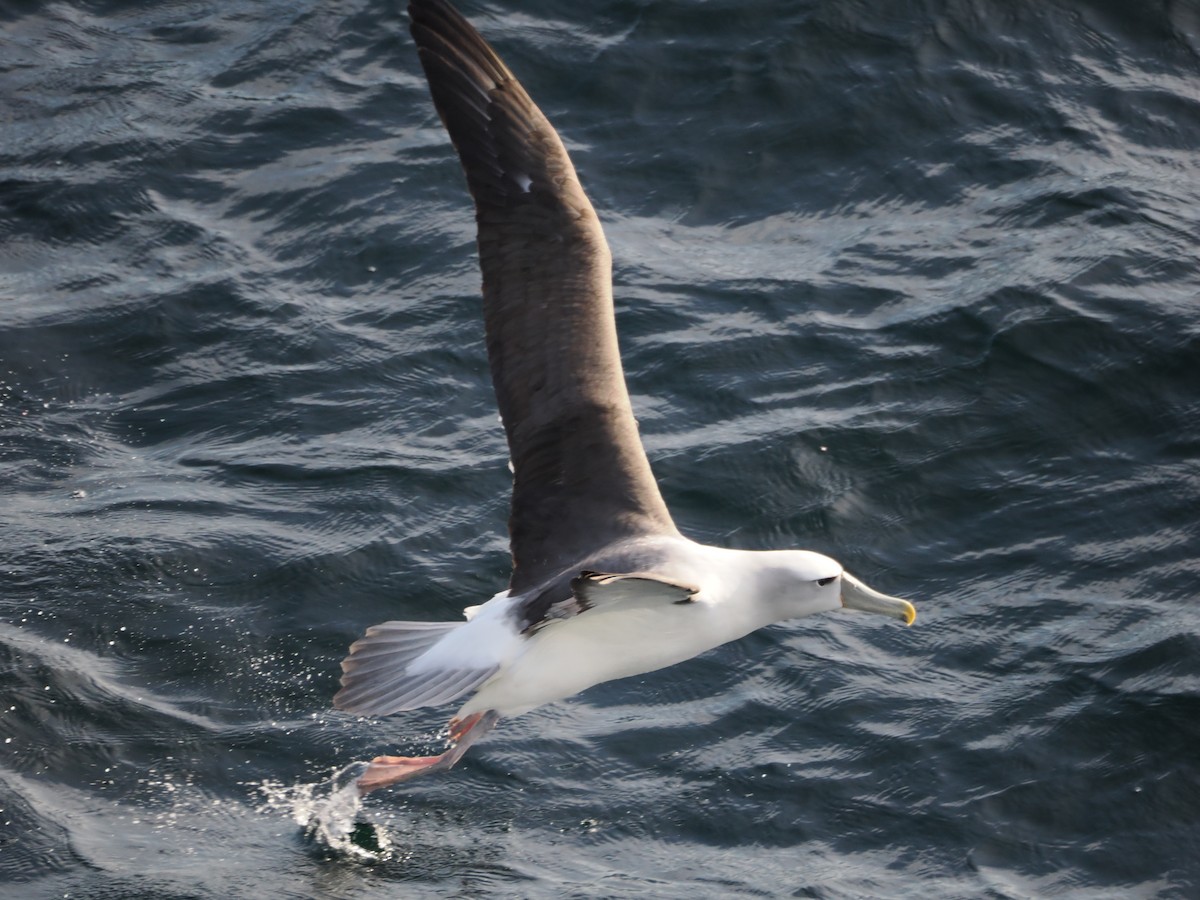 White-capped Albatross - ML646383326