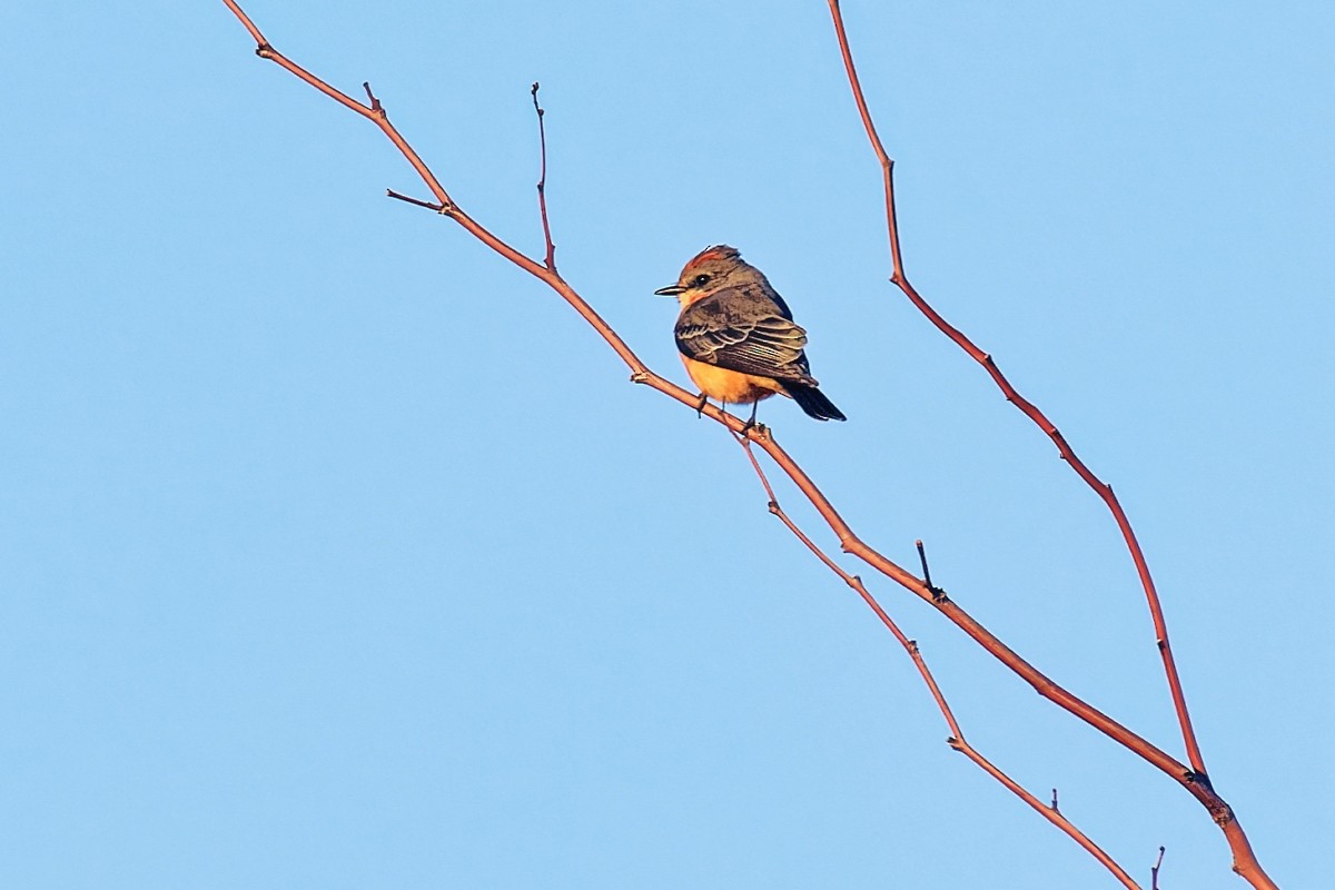 Vermilion Flycatcher - ML646383327