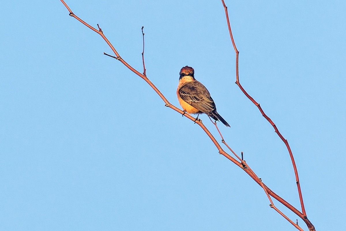 Vermilion Flycatcher - ML646383328