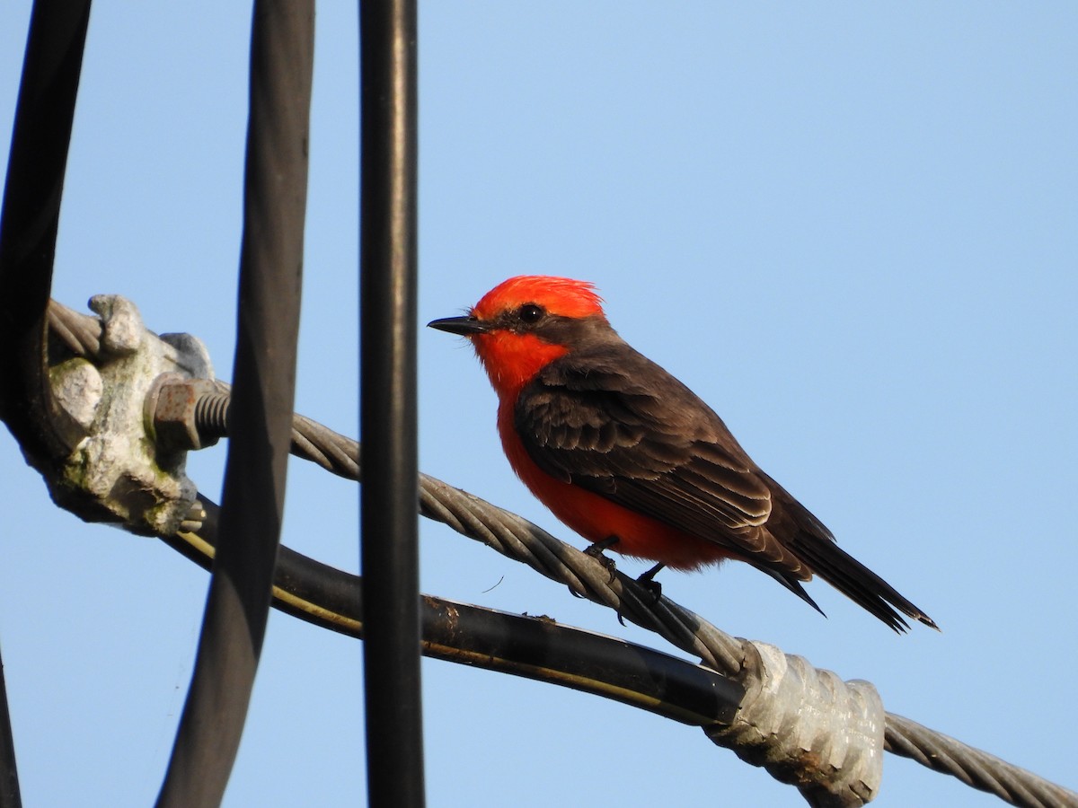 Vermilion Flycatcher - ML646383330