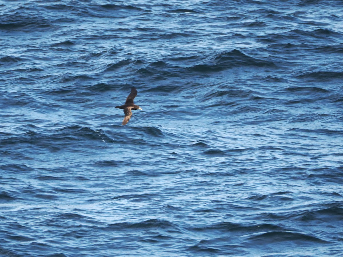 White-chinned Petrel - ML646383334