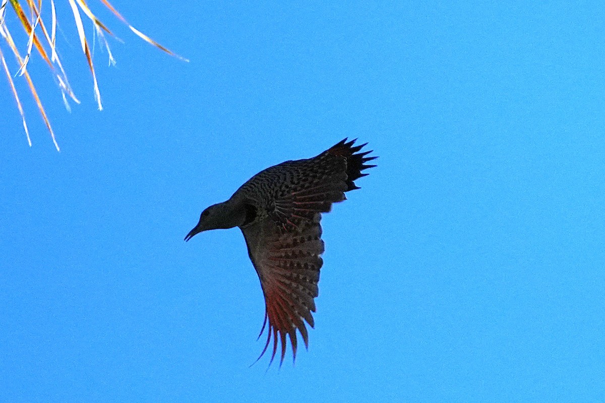 Northern Flicker - ML646383335